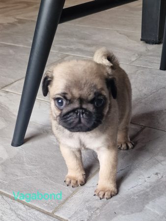 Image de la portée de chiot de l'élévage MIEUSEMENT CHRISTOPHE