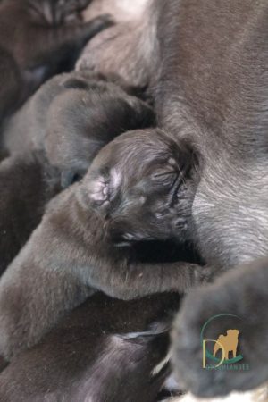 Image de la portée de chiot de l'élévage CHARTIER LAURENCE