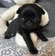 Chiots de race Carlin à vendre chez l'éleveur DU CHEVALIER DE ST MAXIME