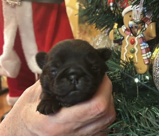 Image de la portée de chiot de l'élévage DU CHEVALIER DE ST MAXIME