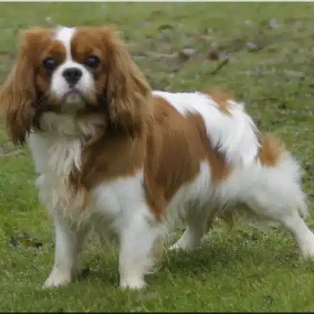 Image de la portée de chiot de l'élévage SCHAFFRATH NATHALIE