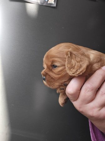 Image de la portée de chiot de l'élévage LES PETITS ANGES NOIRS