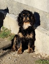 Chiots de race Cavalier king charles spaniel à vendre chez l'éleveur LAMARQUE LAURETTE