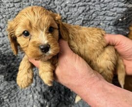 Chiots d'apparence Cavalier king charles spaniel à vendre chez l'éleveur des chtis loulou