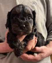 Chiots d'apparence Cavalier king charles spaniel à vendre chez l'éleveur des chtis loulou