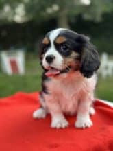 Chiots de race Cavalier king charles spaniel à vendre chez l'éleveur SCEA DU MOULIN DE MADJURIE