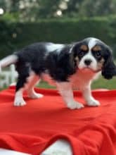 Chiots de race Cavalier king charles spaniel à vendre chez l'éleveur SCEA DU MOULIN DE MADJURIE