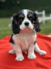 Chiots de race Cavalier king charles spaniel à vendre chez l'éleveur SCEA DU MOULIN DE MADJURIE