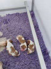 Chiots de race Cavalier king charles spaniel à vendre chez l'éleveur DU CLOS DE L ARPEGE