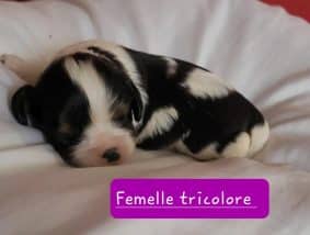 Chiots de race Cavalier king charles spaniel à vendre chez l'éleveur BONDUAU CHRISTELLE