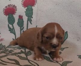 Chiots de race Cavalier king charles spaniel à vendre chez l'éleveur BONDUAU CHRISTELLE