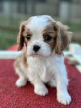 Chiots d'apparence Cavalier king charles spaniel à vendre chez l'éleveur SCEA DU MOULIN DE MADJURIE