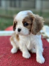 Chiots d'apparence Cavalier king charles spaniel à vendre chez l'éleveur SCEA DU MOULIN DE MADJURIE