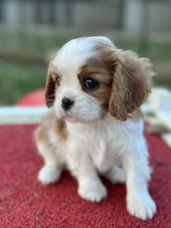 Image de la portée de chiot de l'élévage SCEA DU MOULIN DE MADJURIE