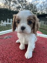 Chiots d'apparence Cavalier king charles spaniel à vendre chez l'éleveur SCEA DU MOULIN DE MADJURIE