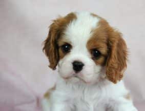 Chiots de race Cavalier king charles spaniel à vendre chez l'éleveur DES JARDINS DE BAGATELLE