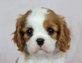 Chiots de race Cavalier king charles spaniel à vendre chez l'éleveur DES JARDINS DE BAGATELLE