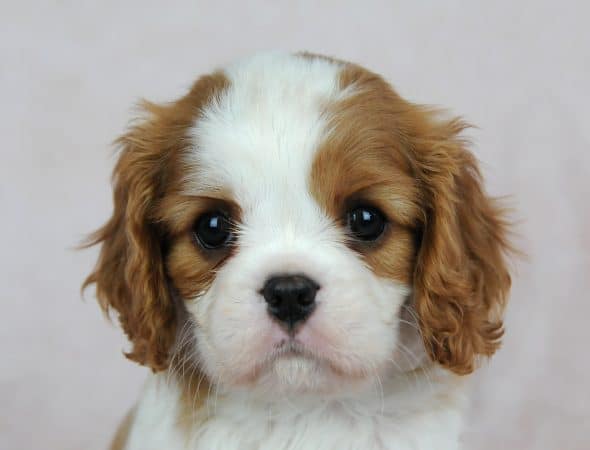 Image de la portée de chiot de l'élévage DES JARDINS DE BAGATELLE