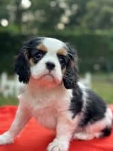 Chiots de race Cavalier king charles spaniel à vendre chez l'éleveur SCEA DU MOULIN DE MADJURIE