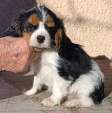 Chiots de race Cavalier king charles spaniel à vendre chez l'éleveur L ISLE RARE