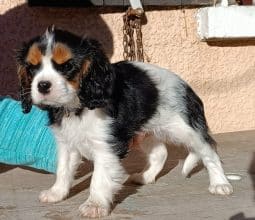 Chiots de race Cavalier king charles spaniel à vendre chez l'éleveur L ISLE RARE