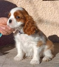 Chiots de race Cavalier king charles spaniel à vendre chez l'éleveur L ISLE RARE