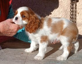 Chiots de race Cavalier king charles spaniel à vendre chez l'éleveur L ISLE RARE