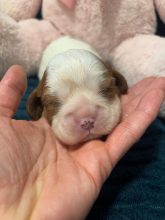 Chiots de race Cavalier king charles spaniel à vendre chez l'éleveur PLATEL MANON