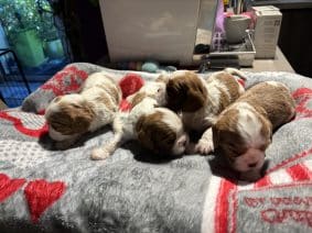 Chiots de race Cavalier king charles spaniel à vendre chez l'éleveur LAURENDEAU FRANCK