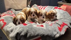 Chiots de race Cavalier king charles spaniel à vendre chez l'éleveur LAURENDEAU FRANCK