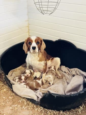 Image de la portée de chiot de l'élévage LE GALL ROMAIN