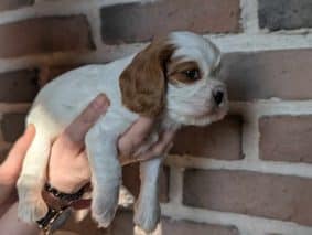 Chiots d'apparence Cavalier king charles spaniel à vendre chez l'éleveur les cavaliers des bruyeres