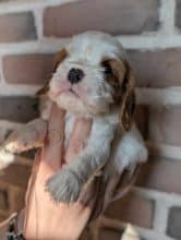 Chiots d'apparence Cavalier king charles spaniel à vendre chez l'éleveur les cavaliers des bruyeres