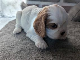 Chiots d'apparence Cavalier king charles spaniel à vendre chez l'éleveur les cavaliers des bruyeres