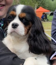 Chiots de race Cavalier king charles spaniel à vendre chez l'éleveur DESCAMPS BRUNO