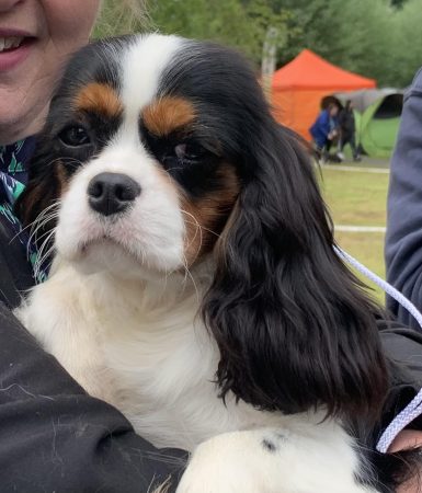 Image de la portée de chiot de l'élévage DESCAMPS BRUNO