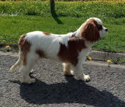 Chiots de race Cavalier king charles spaniel à vendre chez l'éleveur DESCAMPS BRUNO