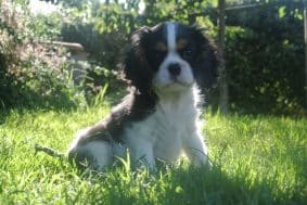 Chiots de race Cavalier king charles spaniel à vendre chez l'éleveur DUPONT-TIGNOL SIMON