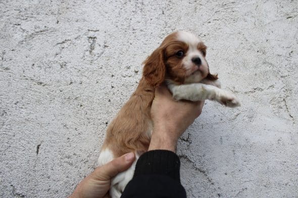 Image de la portée de chiot de l'élévage LE DOMAINE DE L’AGNAS