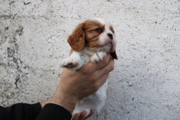 Image de la portée de chiot de l'élévage LE DOMAINE DE L’AGNAS