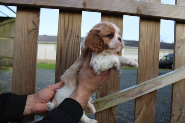 Image de la portée de chiot de l'élévage LE DOMAINE DE L’AGNAS