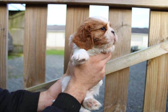 Image de la portée de chiot de l'élévage LE DOMAINE DE L’AGNAS