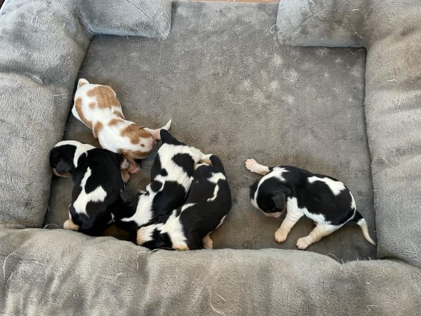 Image de la portée de chiot de l'élévage LES CAVALIERS KING CHARLES DES