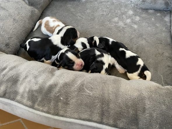 Image de la portée de chiot de l'élévage LES CAVALIERS KING CHARLES DES