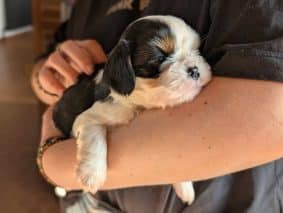 Chiots d'apparence Cavalier king charles spaniel à vendre chez l'éleveur les cavaliers des bruyeres