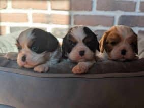 Chiots d'apparence Cavalier king charles spaniel à vendre chez l'éleveur les cavaliers des bruyeres