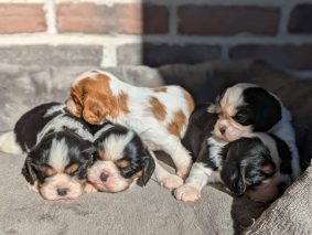 Chiots d'apparence Cavalier king charles spaniel à vendre chez l'éleveur les cavaliers des bruyeres