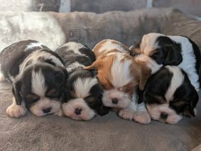 Chiots d'apparence Cavalier king charles spaniel à vendre chez l'éleveur les cavaliers des bruyeres