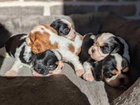 Chiots d'apparence Cavalier king charles spaniel à vendre chez l'éleveur LES CAVALIERS KING CHARLES DES