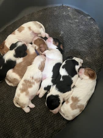 Image de la portée de chiot de l'élévage DU ROUGAILLOU